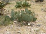 Opuntia valida, garden plant, Nancy Hussey