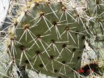 Opuntia valida, base of spines is pink, garden plant