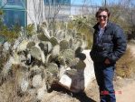 Opuntia valida, unusual base of spines is pink, garden plant