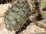 Opuntia valida, unusual base of spines is pink, garden plant