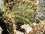 Opuntia valida, unusual base of spines is pink, garden plant