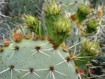 Opuntia valida, Rio Grande Botanical Garde, Albuquerque, NM