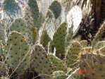 Opuntia valida, Rio Grande Botanical Garde, Albuquerque, NM