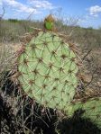 Opuntia valida, Reagan County, TX