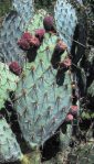 Opuntia valida, fruit