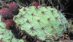 Opuntia valida