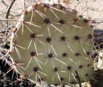 Opuntia valida