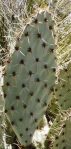 Opuntia valida