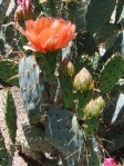 Opuntia vaseyi (O. magenta), Desert Botanical Garden, Tempe, AZ