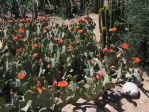 Opuntia vaseyi (O. magenta), Desert Botanical Garden, Tempe, AZ