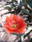 Opuntia vaseyi (O. magenta), Desert Botanical Garden, Tempe, AZ