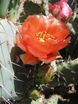 Opuntia vaseyi (O. magenta), Desert Botanical Garden, Tempe, AZ