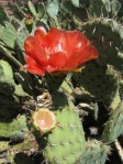 Opuntia vaseyi (O. magenta), Desert Botanical Garden, Tempe, AZ