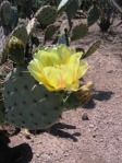 Opuntia vaseyi (O. magenta), Desert Botanical Garden, Tempe, AZ