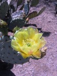 Opuntia vaseyi (O. magenta), Desert Botanical Garden, Tempe, AZ