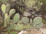 Opuntia vaseyi, San Bernardino, CA