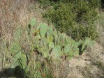 Opuntia vaseyi, near Mentone, CA