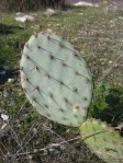 Opuntia vaseyi, Claremont, CA