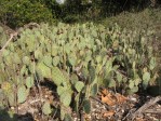 Opuntia vaseyi, Claremont