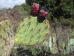 Opuntia vaseyi, Claremont