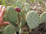 Opuntia vaseyi, Claremont