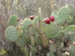 Opuntia vaseyi, Mentone, CA