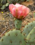 Opuntia vaseyi flower, Michelle Cloud-Hughes