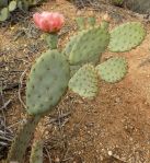 Opuntia vaseyi, Michelle Cloud-Hughes