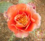 Opuntia vaseyi flower, Michelle Cloud-Hughes