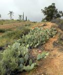 Opuntia vaseyi, Michelle Cloud-Hughes