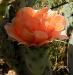 Opuntia vaseyi flower, Michelle Cloud-Hughes