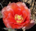 Opuntia vaseyi flower, Michelle Cloud-Hughes