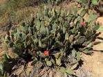 Opuntia vaseyi, Michelle Cloud-Hughes