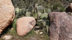 Opuntia woodsii, north of Leeds, UT