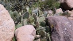 Opuntia woodsii, north of Leeds, UT