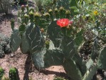 Opuntia woodsii, Desert Botanic Garden, Tempe, AZ