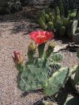 Opuntia woodsii, Desert Botanic Garden, Tempe, AZ