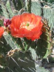 Opuntia woodsii, Rockville, UT