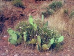 Opuntia woodsii, Rockville, UT