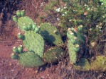 Opuntia woodsii, Rockville, UT