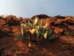 Opuntia woodsii, Rockville, UT