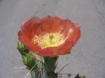 Opuntia woodsii, near Springdale, UT