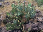 Opuntia woodsii, Toquerville, UT