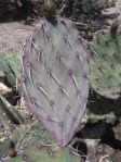 Opuntia woodsii, Wallace Desert Gardens, Scottsdale, AZ