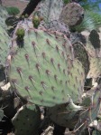 Opuntia woodsii, Wallace Desert Gardens, Scottsdale, AZ