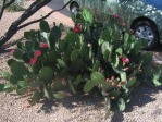 Opuntia woodsii, Wallace Desert Gardens, Scottsdale, AZ