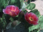 Opuntia woodsii, Wallace Desert Gardens, Scottsdale, AZ