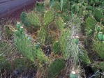 Opuntia woodsii, near Springdale, UT