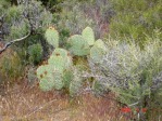 Opuntia woodsii, SE Utah