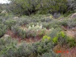 Opuntia woodsii, SE Utah